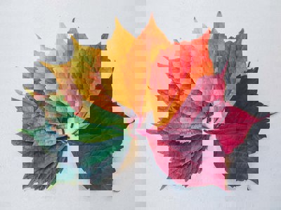 leaves changing colour leaves changing colour